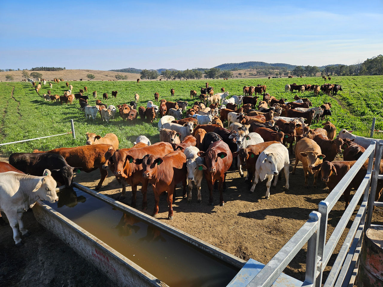 Image of cows in a field of green grass