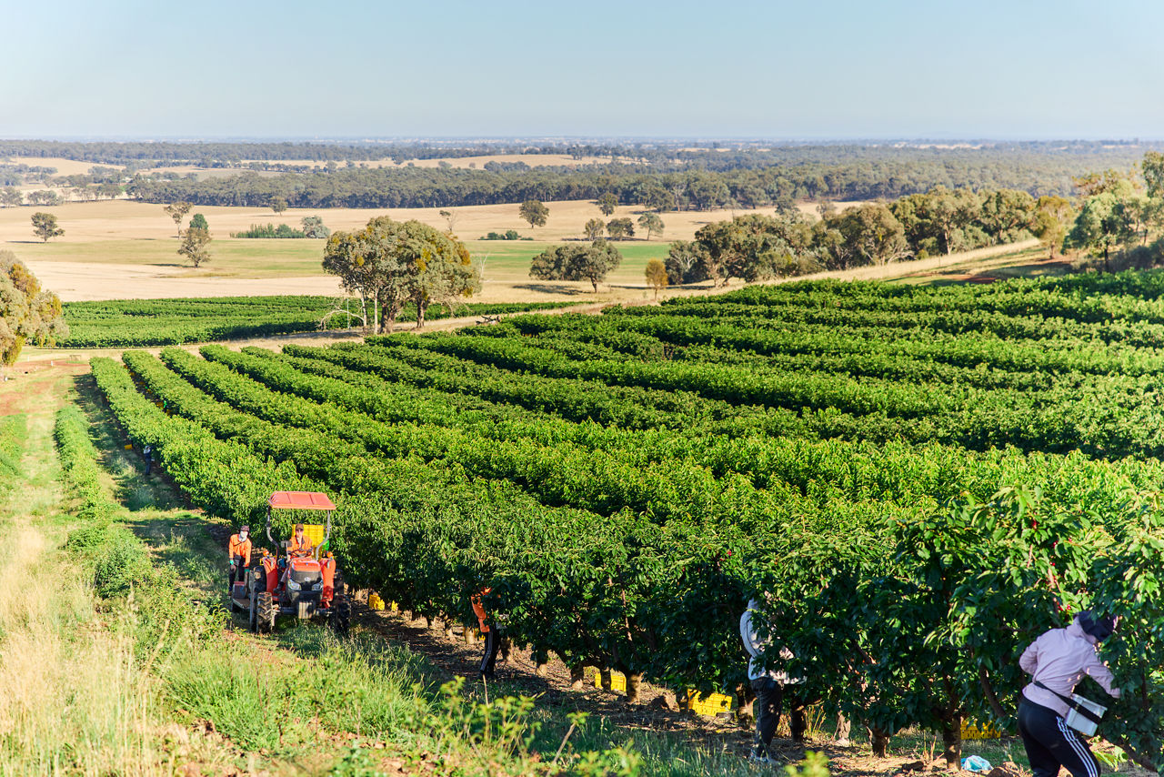 Generations of care and quality cherries at Wandin Valley Farms