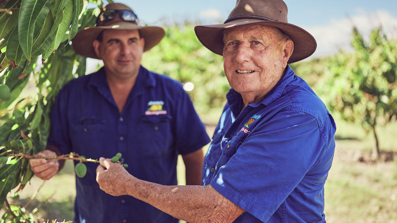 a family legacy of award winning mangoes