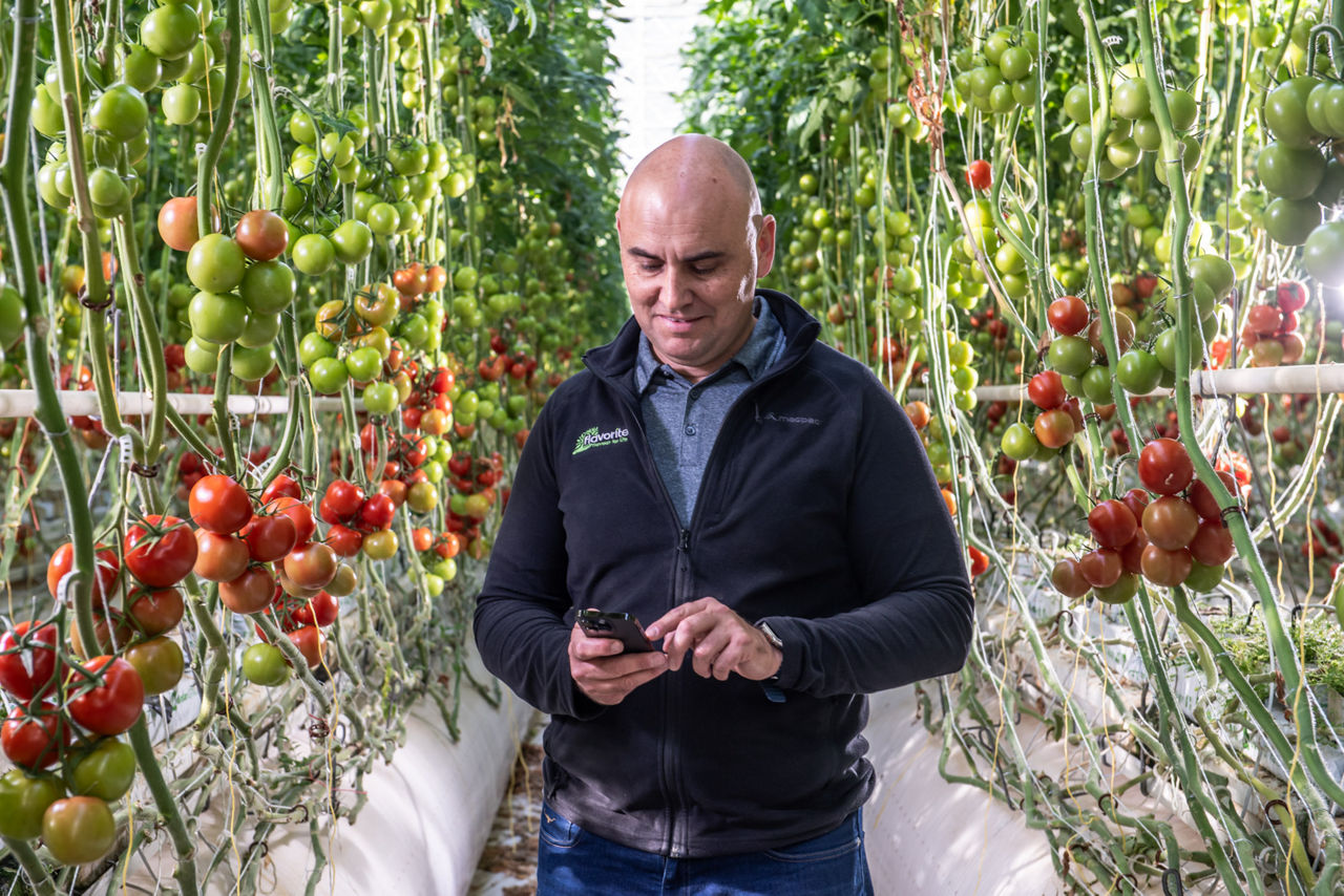 Image of farmer in a tomato greenhouse looking at Refresh:Food app on his phone