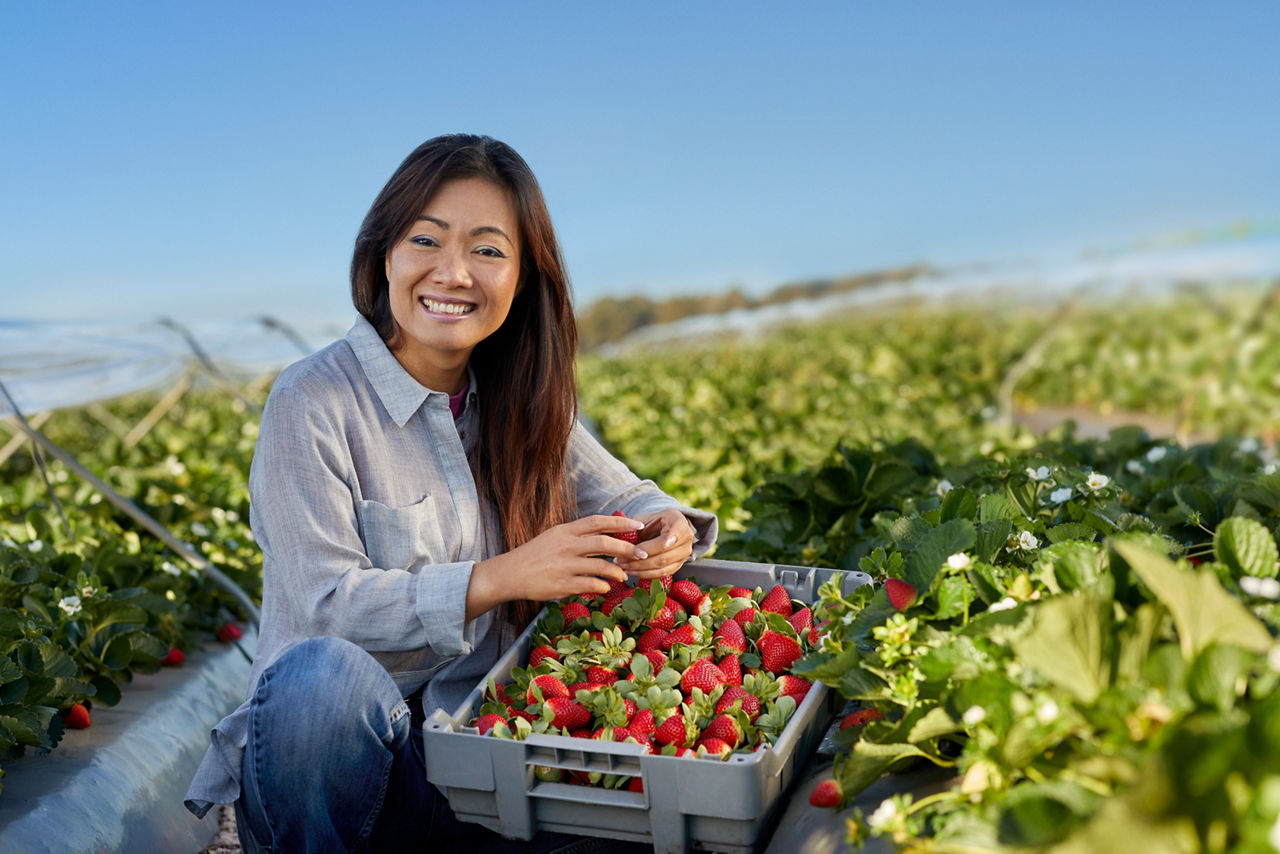 Photo of Lam Ti from Ti Produce strawberries