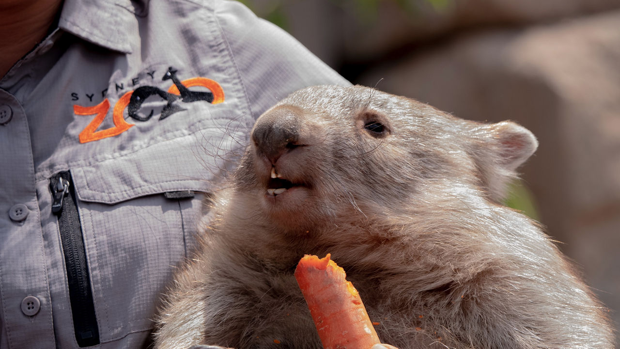 Sydney zoo animals eating surplus food from woolies
