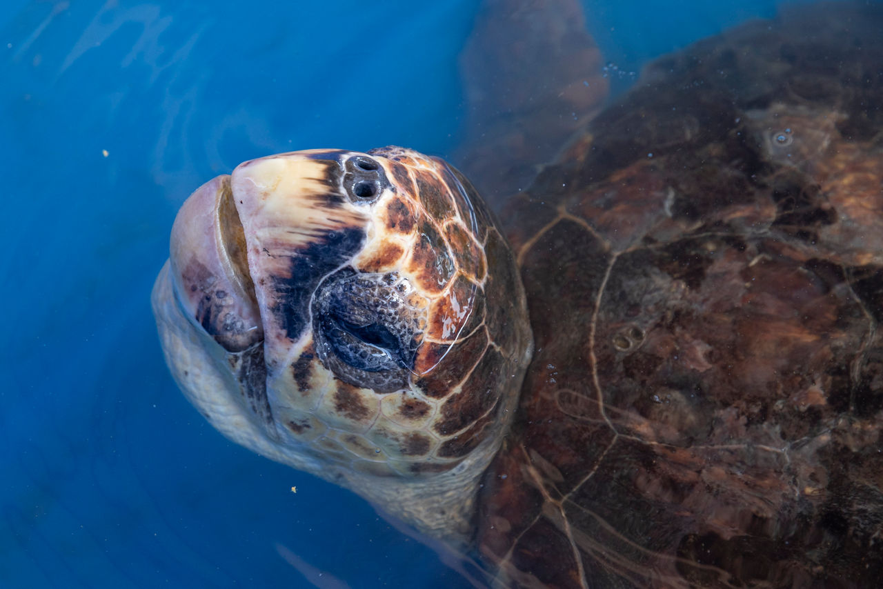 Olivia, an endangered loggerhead turtle being released back into the sea after being cared for by Native Animal Rescue Broome with the support of WIRES X Woolworth Food Support Program. 29th April 2023. Photograph Dallas Kilponen/Woolworths
