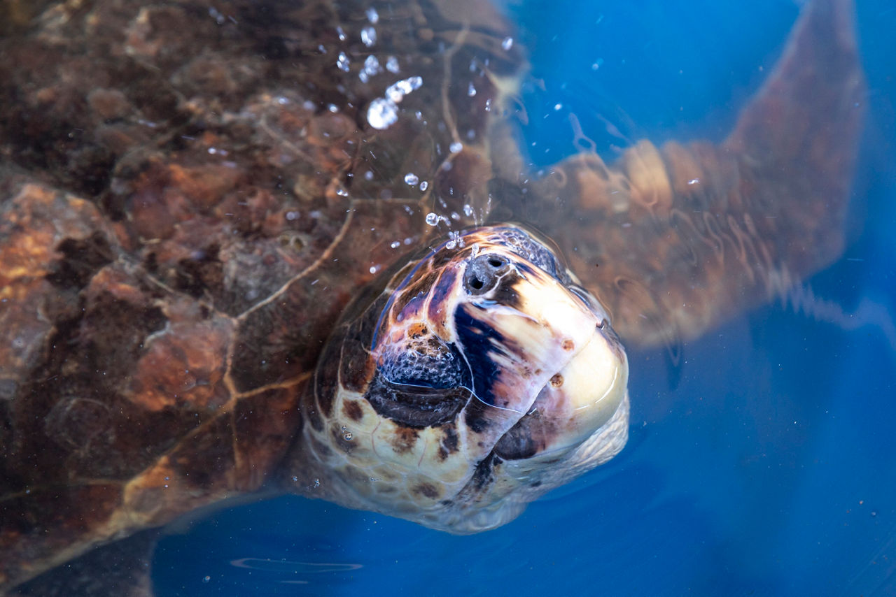 Olivia, an endangered loggerhead turtle being released back into the sea after being cared for by Native Animal Rescue Broome with the support of WIRES X Woolworth Food Support Program. 29th April 2023. Photograph Dallas Kilponen/Woolworths