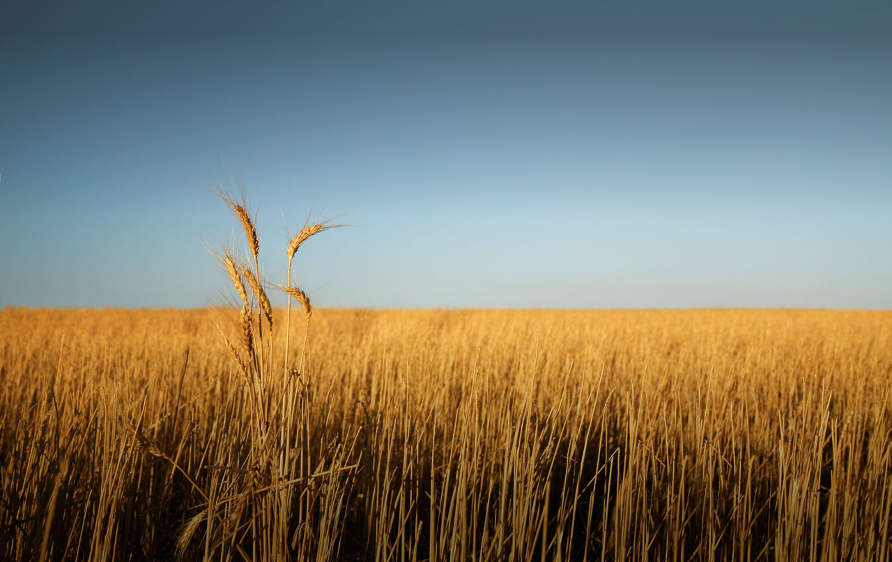 Harvesting