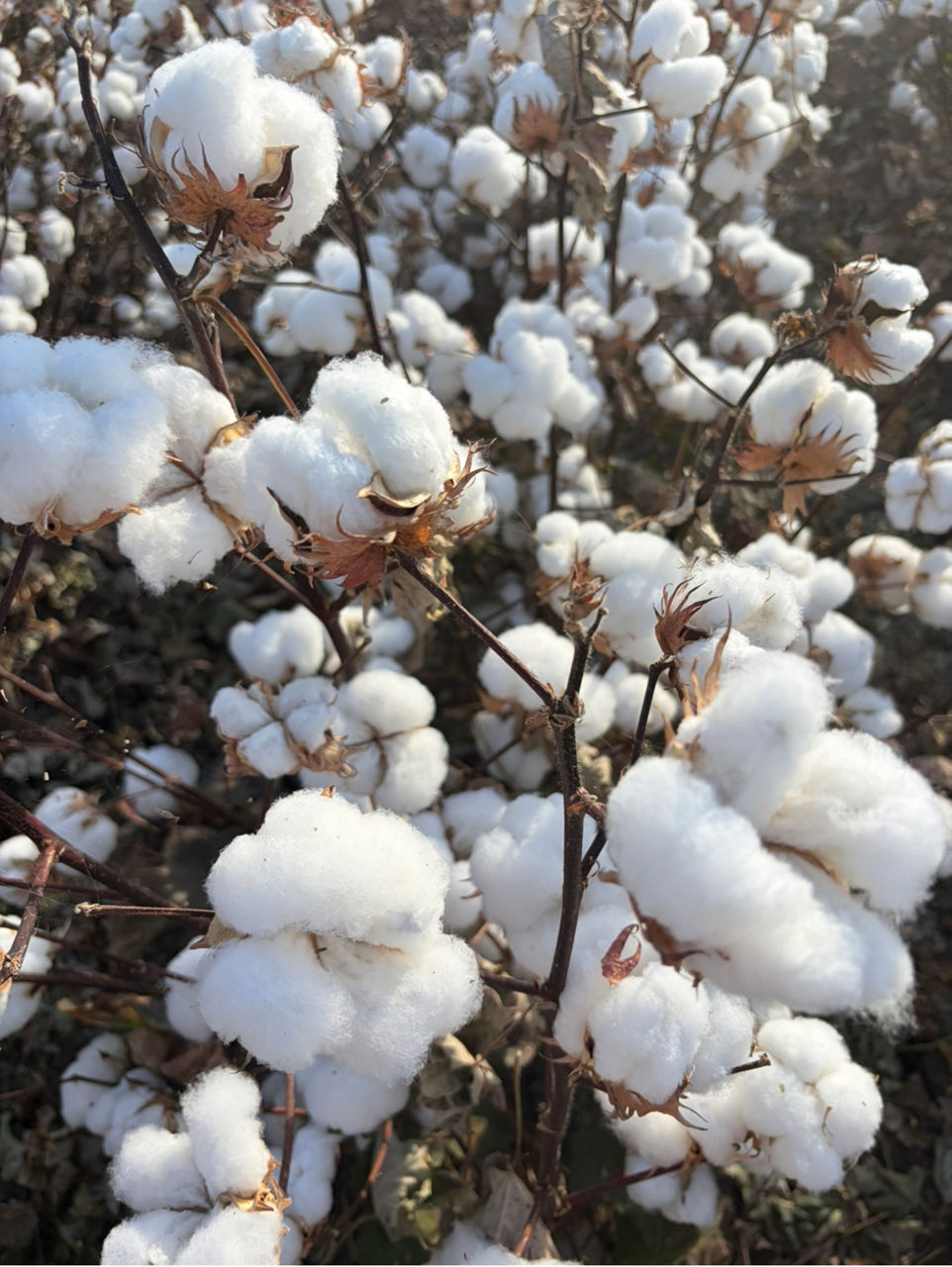 BIG W setting the standard for Aussie retailers with Better Cotton certification