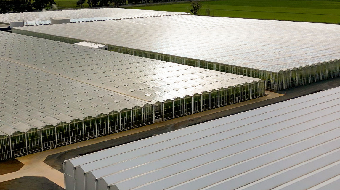 At the heart of Flavorite’s production is a six-hectare glasshouse that produces roughly 5.6 million kilograms of fruit and vegetables annually. 