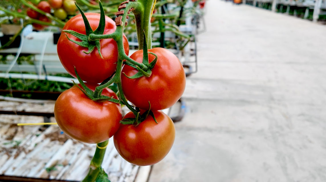 Woolworths’ partnership with glasshouse grower supplies 5.6 million kilograms of produce a year
